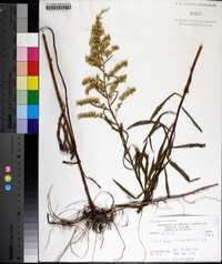 Solidago leavenworthii image