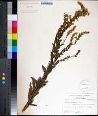 Solidago fistulosa image