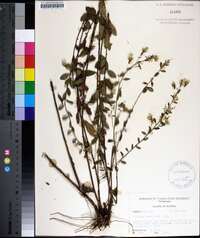 Solidago petiolaris image