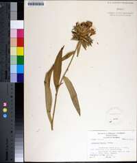 Stokesia laevis image