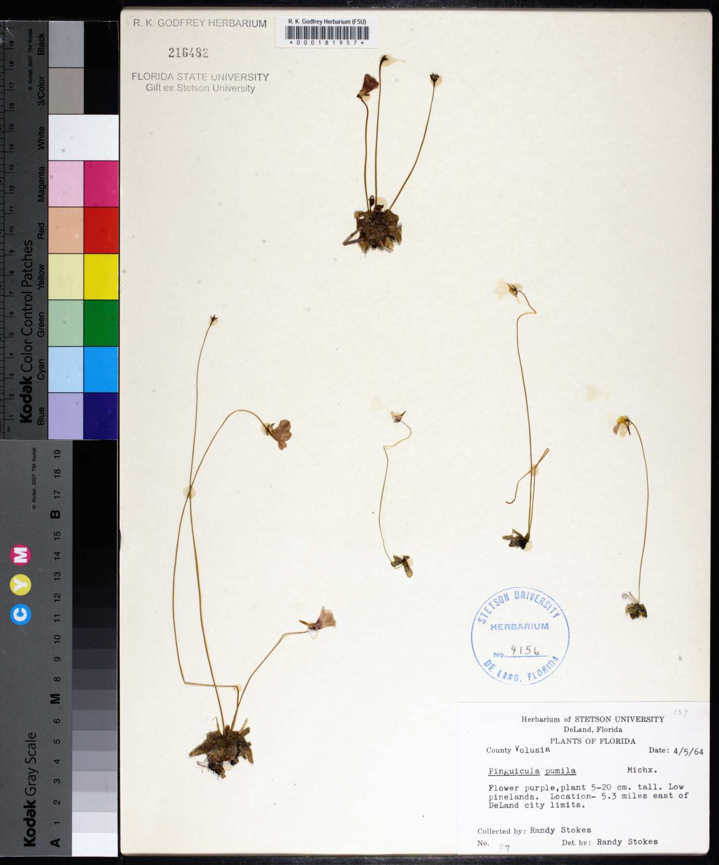 Pinguicula pumila image