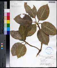 Ficus aurea image