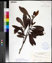 Ardisia escallonioides image