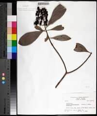 Ardisia escallonioides image