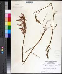 Rumex hastatulus image