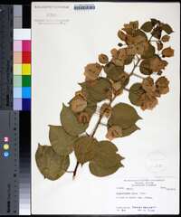 Bougainvillea glabra image