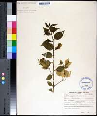 Bougainvillea glabra image