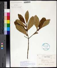 Osmanthus americanus image