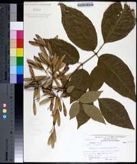 Fraxinus caroliniana image