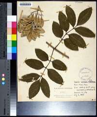 Fraxinus caroliniana image