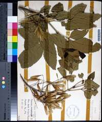 Fraxinus caroliniana image