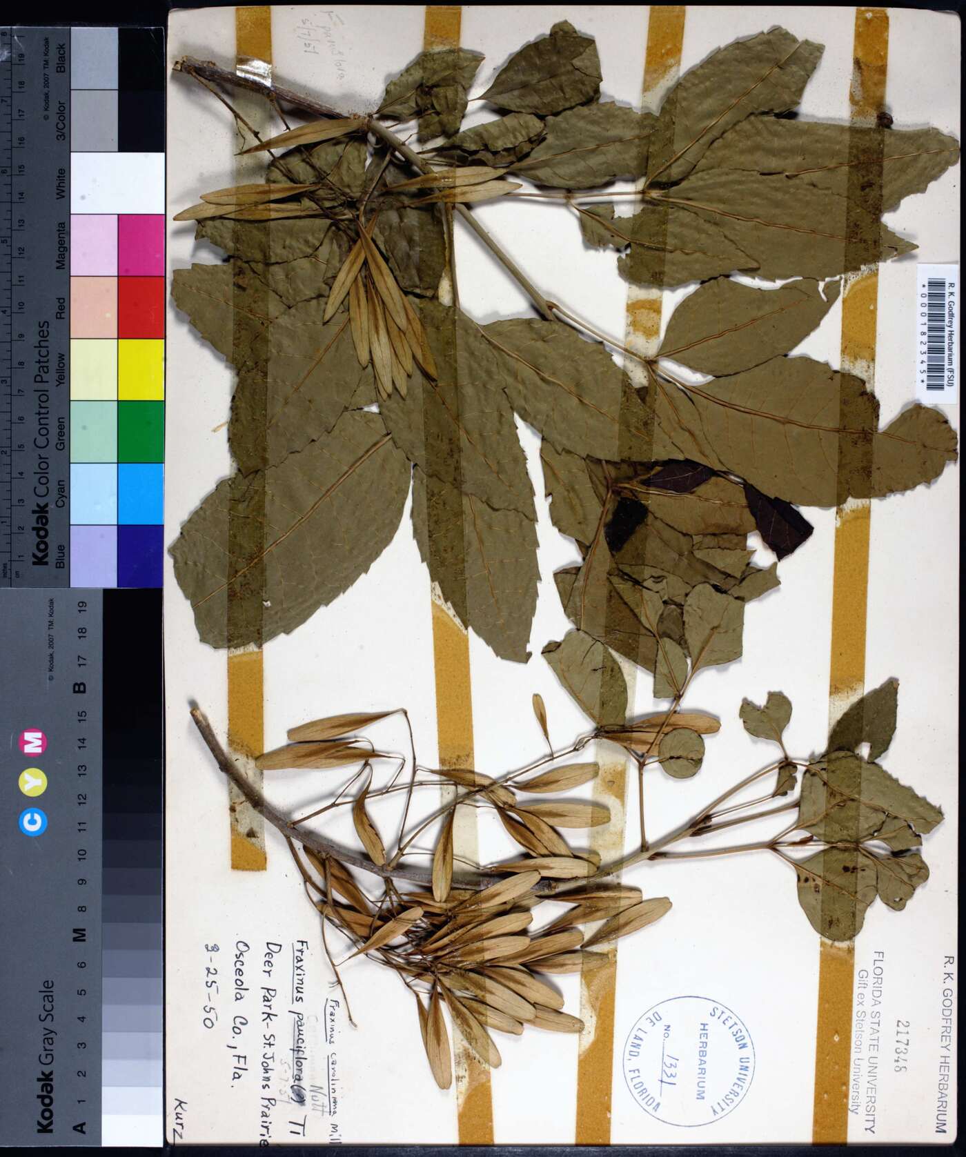 Fraxinus caroliniana image