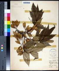 Fraxinus caroliniana image