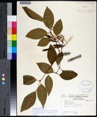 Fraxinus profunda image