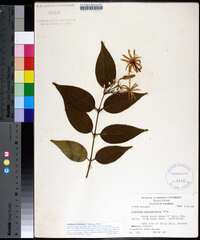 Jasminum elongatum image