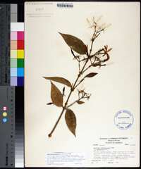 Jasminum elongatum image