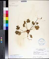 Oxalis debilis image