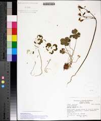 Oxalis articulata image