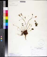 Oxalis articulata image