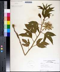 Passiflora incarnata image