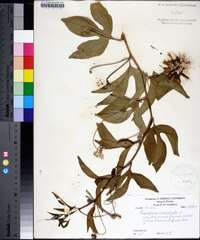 Passiflora incarnata image