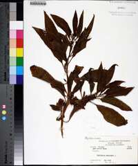 Image Associated With the Occurence