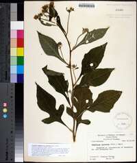 Verbesina virginica var. laciniata image