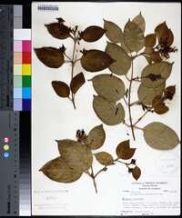 Jasminum dichotomum image