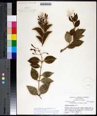 Jasminum simplicifolium image