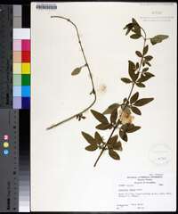 Jasminum mesnyi image