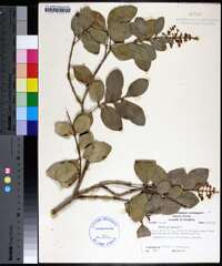 Ligustrum vulgare image