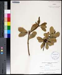 Pittosporum tobira image