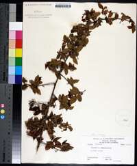 Sageretia minutiflora image