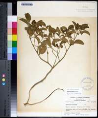 Physalis walteri image