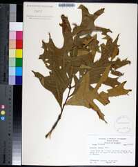 Quercus laevis image