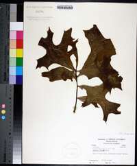 Quercus laevis image