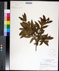 Quercus laurifolia image