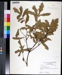 Quercus laurifolia image