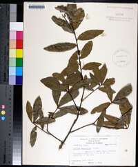 Quercus laurifolia image