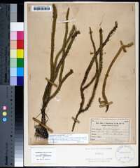 Lycopodiella alopecuroides image