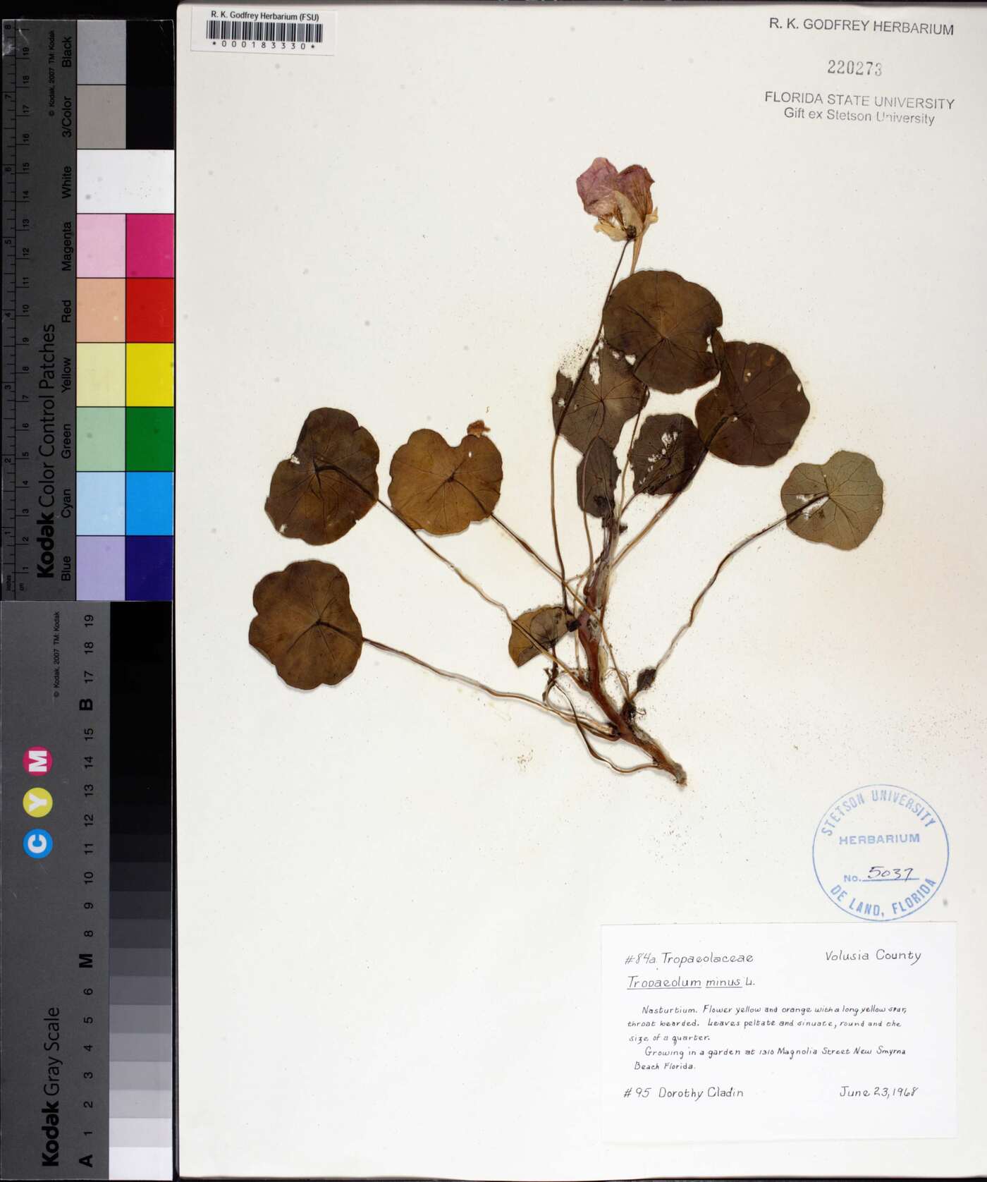 Tropaeolum minus image