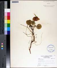 Tropaeolum minus image