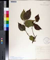 Image Associated With the Occurence