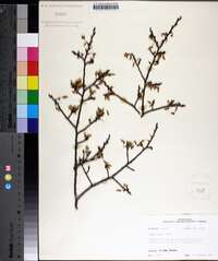 Ulmus alata image