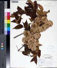 Staphylea trifolia image