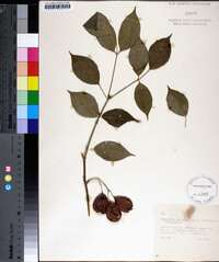 Staphylea trifolia image