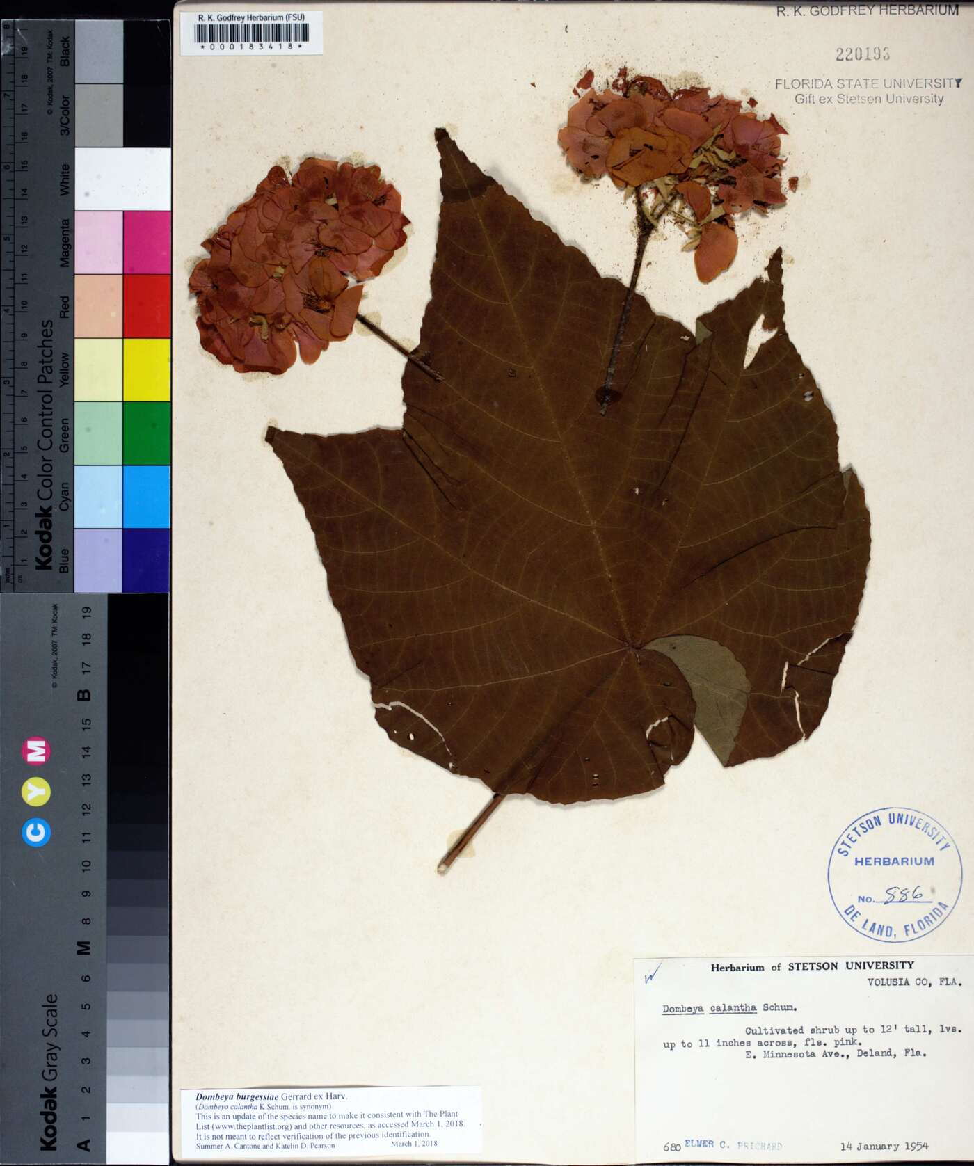 Dombeya burgessiae image