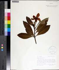 Gordonia lasianthus image