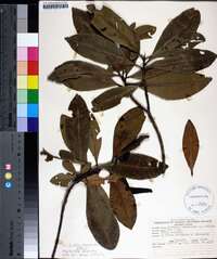 Gordonia lasianthus image