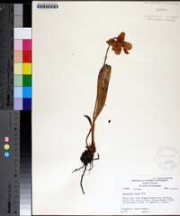 Sarracenia minor image
